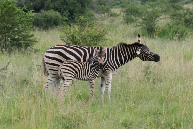 Momma and Baby Zebra